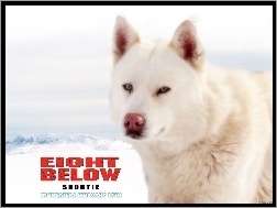 pies, Eight Below, biały